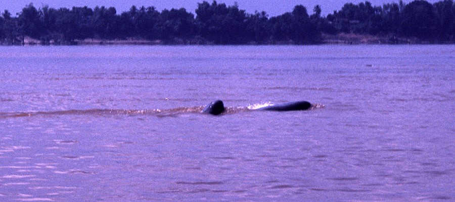 One of the last Irrawaddy dolphins in the Mekong.jpg